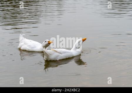 Paire de gros canards blancs Pekin Aylesbury sur l'eau Banque D'Images