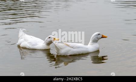 Paire de gros canards blancs Pekin Aylesbury sur l'eau Banque D'Images