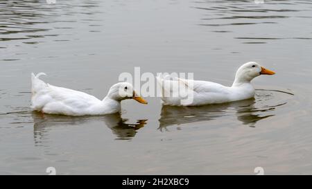 Paire de gros canards blancs Pekin Aylesbury sur l'eau Banque D'Images