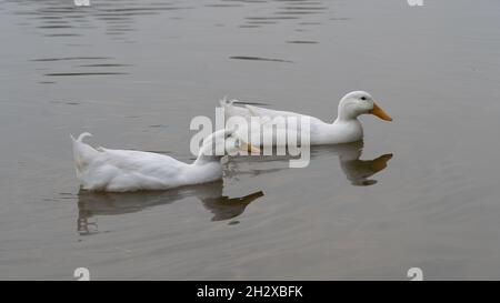 Paire de gros canards blancs Pekin Aylesbury sur l'eau Banque D'Images