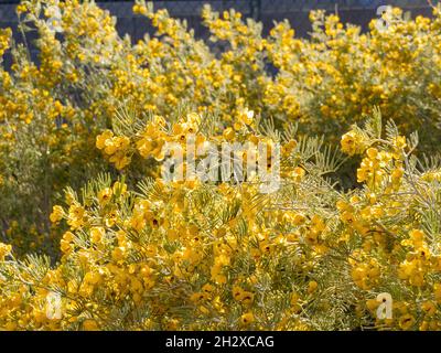 Gros plan de nombreuses fleurs de Senna artemisioides à Las Vegas, Nevada Banque D'Images