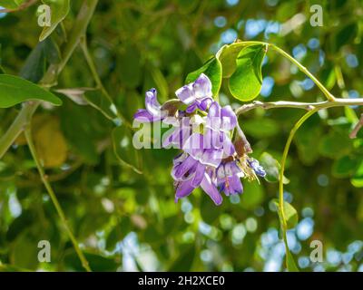 Gros plan sur les fleurs de Laurier montagnard du Texas à Las Vegas, Nevada Banque D'Images