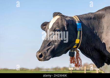 Portrait de vache, tête noire et blanche et fond ciel bleu pâle Banque D'Images