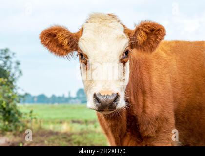 Tête de vache à fourrure, veau rouge et blanc, nez noir mignon dans un champ Banque D'Images