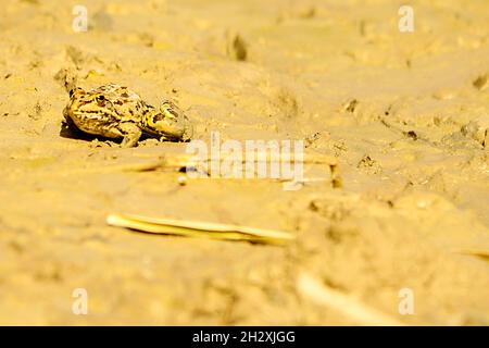 Grenouille commune, dans son environnement aquatique Banque D'Images