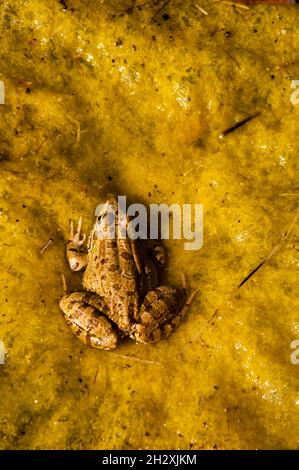 Grenouille commune, dans son environnement aquatique Banque D'Images