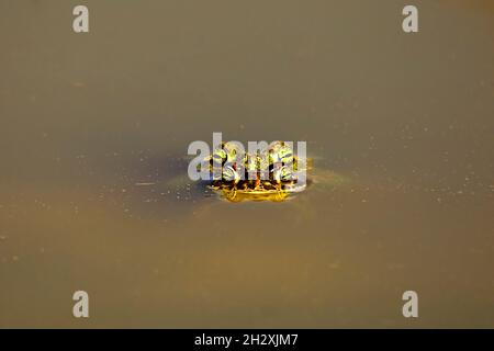 Grenouille commune, dans son environnement aquatique Banque D'Images