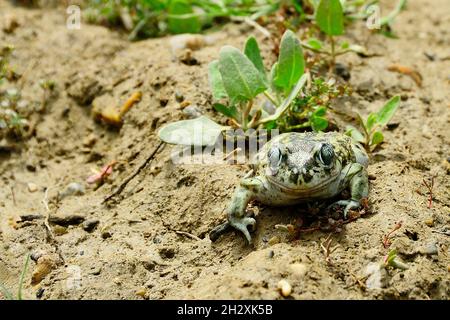 Pelobates cultripes ou crapaud, une espèce de grenouille de la famille des Bufonidae. Banque D'Images