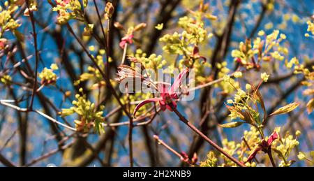 Acer negundo, Eder Box, boxelder, frêne et frêne d'érable, Manitoba, elf, inflorescences mâles d'érable à feuilles cendrées et fleurs sur la branche extérieure. Ressort da Banque D'Images