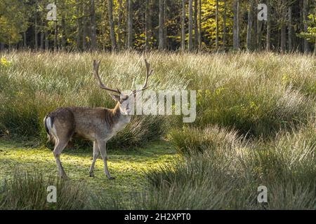 Un joli cerf regarde dans l'appareil photo d'une prairie ensoleillée avec de l'herbe haute en arrière-plan. Banque D'Images