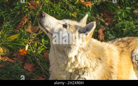 Gros plan portrait blanc loup en forêt, vue en profil Banque D'Images