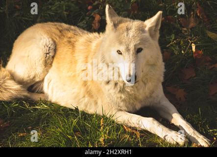 Loup blanc au coucher du soleil lumières dans la nature gros plan vue portrait Banque D'Images