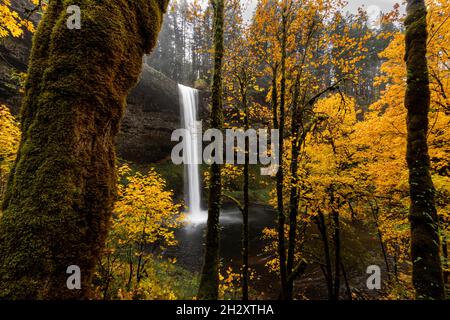 Belle chute d'eau et feuillage d'automne doré dans un paysage de forêt féerique d'automne, parc national de Silver Falls, Oregon Banque D'Images