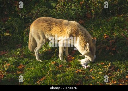 Loup blanc sauvage avec proie dans la forêt dans les lumières du coucher de soleil fond, le loup de la toundra d'alaska capture photo de lapin blanc Banque D'Images