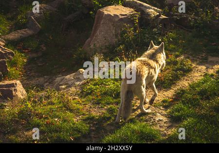 Loup blanc sur fond de forêt au coucher du soleil, vue arrière Banque D'Images
