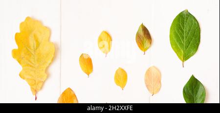 bannière automne composition de feuilles sur fond blanc. Vue de dessus de la surface plane. Photo de haute qualité Banque D'Images