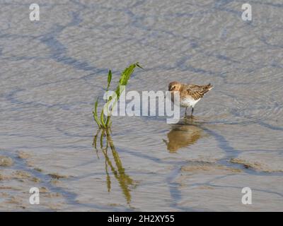 Calidris alpina, une Dunlinstding dans les eaux peu profondes au marais Titchwell de RSPB, Norfolk, Royaume-Uni. Banque D'Images