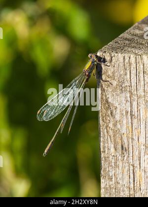Chalcolestes viridis, le Willow Emerald Damselfly, reposant sur un poste de clôture à la RSPB Titchwell Marsh, Norfolk, Royaume-Uni. Banque D'Images
