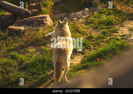 Vue arrière du loup blanc dans la nature de la forêt en coucher de soleil lumières photo d'arrière-plan Banque D'Images