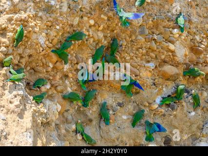 Un troupeau de Parakeets à ailes de cobalt (Brotogeris cyanoptera) se nourrissant de sel sur une poussette d'argile de la rive de l'Amazone.Madre de Dios, Pérou, Amérique du Sud. Banque D'Images
