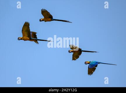 Un troupeau de macaws bleus et jaunes (Ara ararauna) volant à Blanquillo Clay Lick, Parc national de Manu, Madre de Dios, Pérou. Banque D'Images