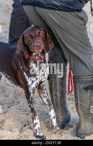 race de chien pointeur debout au talon sous les jambes des propriétaires sur le sable. pointeur, races de chien, chasse, récupérateurs, animaux de compagnie,un homme et son chien, meilleur ami des hommes Banque D'Images