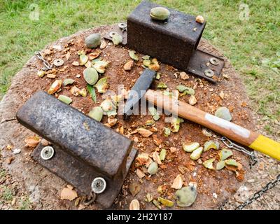 Outils pour briser les coquilles d'amande et éplucher les amandes fraîches des feuilles vertes. Banque D'Images