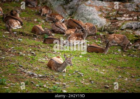 Un petit troupeau de cerfs au fond de rochers et d'herbe d'automne Banque D'Images