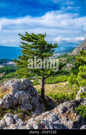 Arbres poussant sur le bord de la falaise sur les montagnes Banque D'Images