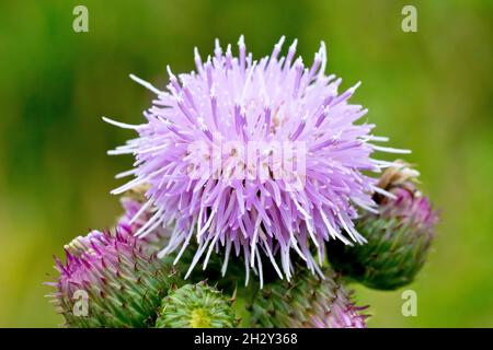 Thistle rampant (cirsium arvense), gros plan montrant la première fleur à apparaître au sommet de la plante entourée de bourgeons non ouverts. Banque D'Images