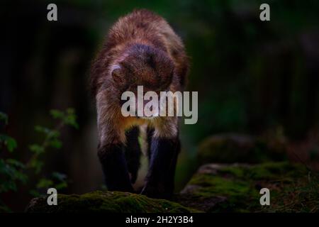 Un beau sho de gros plan d'un primate de capucins noir marchant dans les bois; arrière-plan naturel flou Banque D'Images