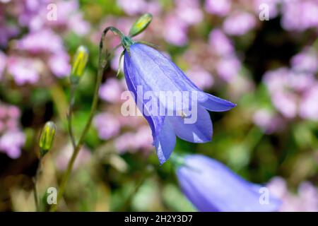 Harebell ou le Bluebell écossais (campanula rotundifolia), gros plan d'une fleur bleue sur fond de fleurs roses. Banque D'Images