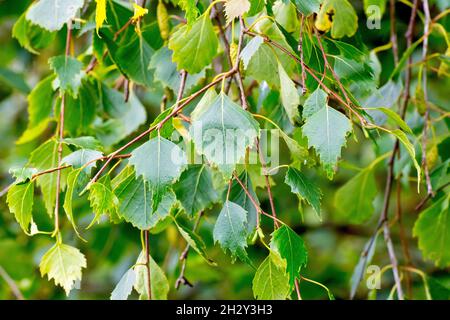 Bouleau argenté (betula pendula), gros plan des feuilles vertes de l'arbre. Banque D'Images