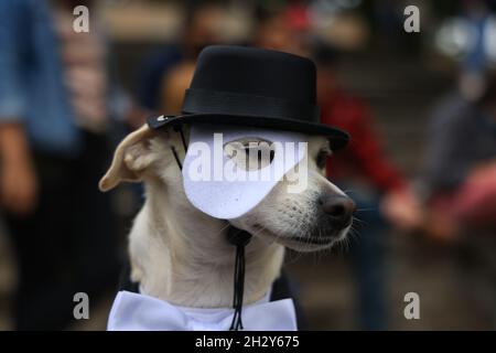 New York, N.Y/USA – 23 octobre 2021 : un chien en costume lors de la 31e parade des chiens d'Halloween de Tompkins Square.Crédit : Gordon Donovan/Alay Live News Banque D'Images