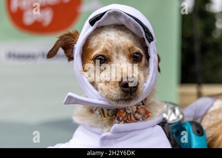New York, N.Y/USA – 23 octobre 2021 : un chien en costume lors de la 31e parade des chiens d'Halloween de Tompkins Square.Crédit : Gordon Donovan/Alay Live News Banque D'Images