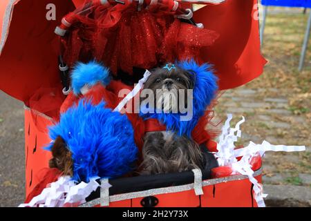 New York, N.Y/USA – 23 octobre 2021 : un chien en costume lors de la 31e parade des chiens d'Halloween de Tompkins Square.Crédit : Gordon Donovan/Alay Live News Banque D'Images