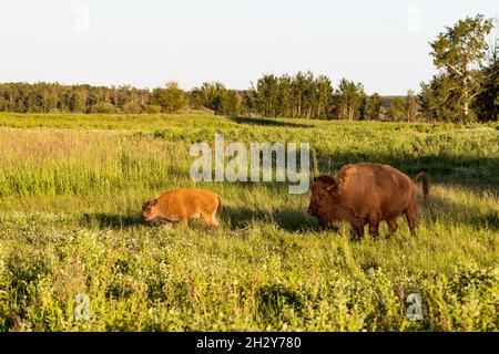 Un jeune Bison mène sa mère sur un terrain ouvert au parc national Elk Island.Grand paysage d'herbe ouvert avec ciel bleu. Banque D'Images