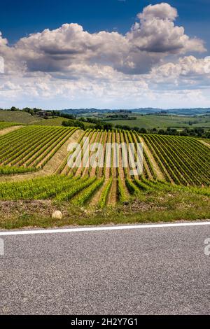 Collines de vignes Banque D'Images