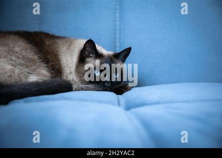 Un chat siamois avec des yeux bleus se trouve sur un canapé bleu doux et regarde ce qui se passe. Banque D'Images