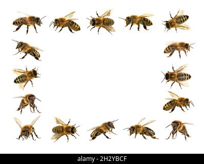 Groupe d'abeilles ou d'abeilles mellifera latines Apis, abeilles européennes ou occidentales isolées sur fond blanc, abeilles dorées Banque D'Images