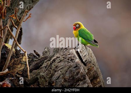 Fischers lovebird - Agapornis fischeri petit perroquet oiseau, vert dos, poitrine et ailes, les cols sont un jaune doré et vers le haut il devient orange plus foncé, Banque D'Images