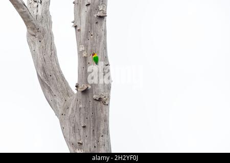 Fischers lovebird - Agapornis fischeri petit perroquet oiseau, vert dos, poitrine et ailes, les cols sont un jaune doré et vers le haut il devient orange plus foncé, Banque D'Images