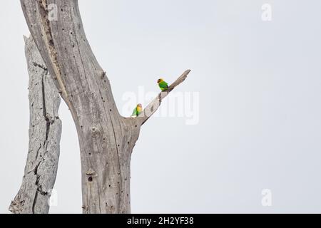 Fischers lovebird - Agapornis fischeri petit perroquet oiseau, vert dos, poitrine et ailes, les cols sont un jaune doré et vers le haut il devient orange plus foncé, Banque D'Images