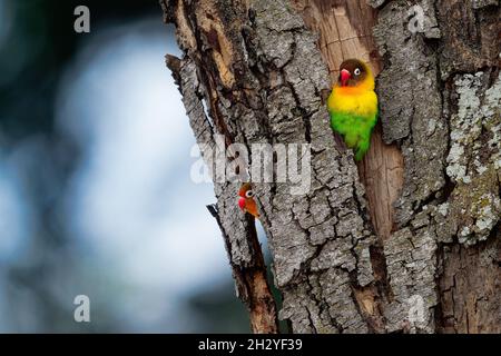 Fischers lovebird - Agapornis fischeri petit perroquet oiseau, vert dos, poitrine et ailes, les cols sont un jaune doré et vers le haut il devient orange plus foncé, Banque D'Images