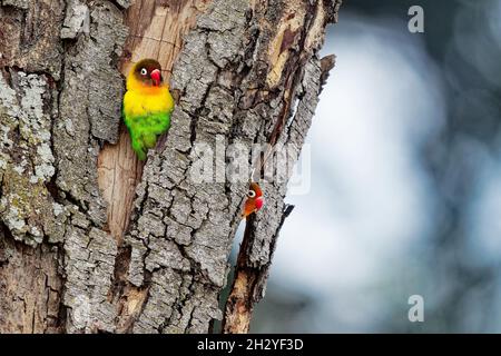 Fischers lovebird - Agapornis fischeri petit perroquet oiseau, vert dos, poitrine et ailes, les cols sont un jaune doré et vers le haut il devient orange plus foncé, Banque D'Images