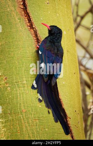 Bochoope vert - Phéniculus purpureus oiseau proche de la passerine originaire d'Afrique, Phéniculidae, autrefois le boeule rouge, espèces d'insectes mangeant, Banque D'Images