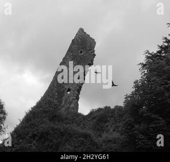 Les ruines majestueuses du château de Laugharne dans la ville côtière de Laugharne, dans le Carmarthenshire, au pays de Galles Banque D'Images