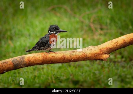 Kingfisher géant - Megaceryle maxima est le plus grand kingfisher d'Afrique, résident nichant des oiseaux.Orange et pied noir et blanc avec b fort Banque D'Images