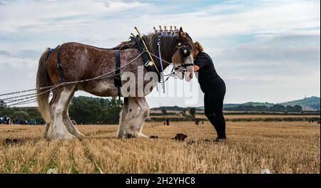 Des chevaux lourds tirent le labourer à la main au 70e championnat britannique de labour, Mindrum Mill, Northumberland, Angleterre, Royaume-Uni Banque D'Images