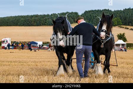 Des chevaux lourds tirent le labourer à la main au 70e championnat britannique de labour, Mindrum Mill, Northumberland, Angleterre, Royaume-Uni Banque D'Images